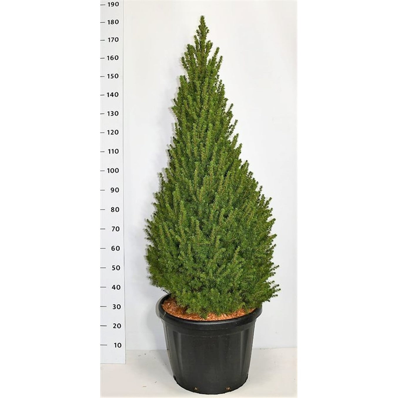 Vitgran – Picea glauca 'Perfecta' (Conica); - C45 140-160 CM